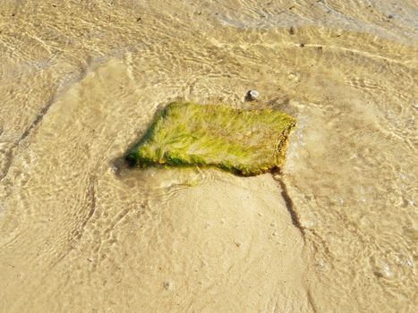 rock or stone with green algae or seaweed plant in water