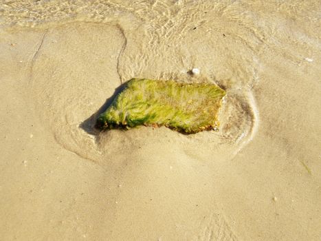 rock or stone with green algae or seaweed plant in water