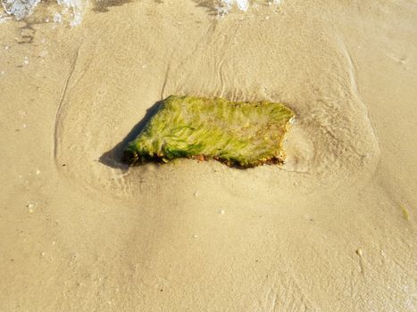 rock or stone with green algae or seaweed plant in water