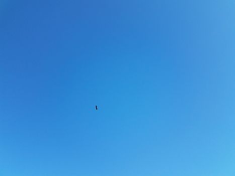 bald eagle bird animal wildlife flying in blue sky