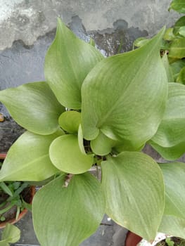 green colored leaf closeup on pot in garden