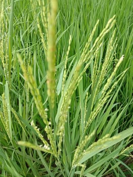 green colored paddy tree view on farm