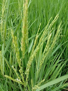 green colored paddy tree view on farm