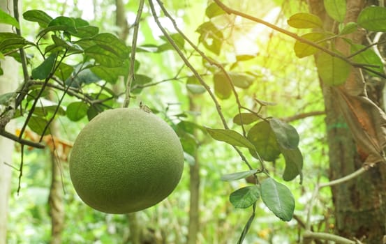 Pomelo fruit hang on the tree