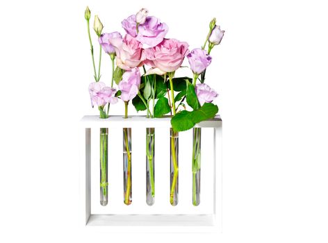 Purple rose buds in glass test tubes on a white wooden stand, isolated on a white background.