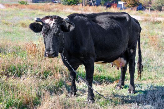 A black cow with a chain around its neck stands and looks forward at a ranch in a field on a bright sunny day.