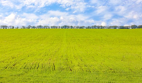 The sprouts of winter wheat grew in an endless field in long smooth light green rows, on the horizon trees grow in a straight line against a blue sky with white clouds, copy space.