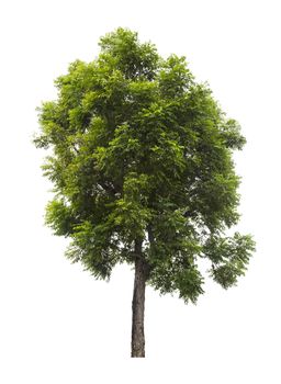 Beautiful green tree isolated on white background.