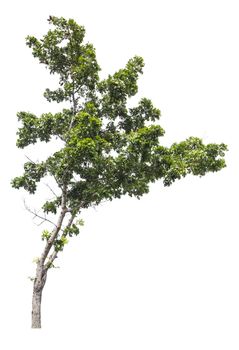 Beautiful green tree isolated on white background.