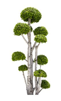 Beautiful green tree isolated on white background.