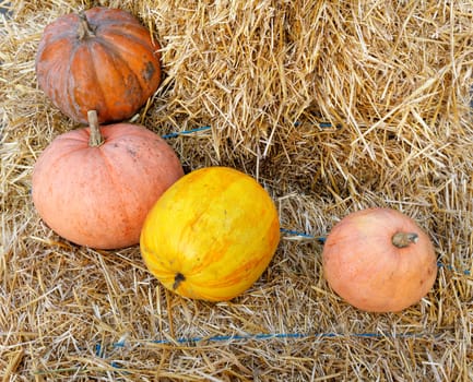 Several large orange pumpkins lie on straw bales outside in soft daylight.