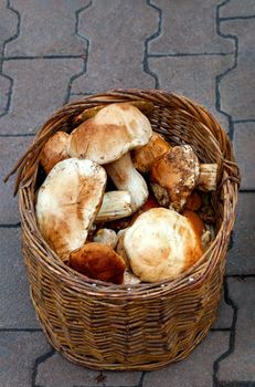 A bunch of fresh edible porcini mushrooms are collected in an old wicker basket on the paving slabs, close-up.