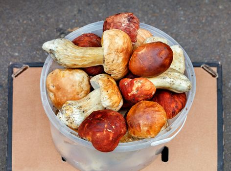 A bunch of fresh edible porcini mushrooms are collected in a plastic bucket standing on the counter of a street market, on the asphalt, close-up, copy space.