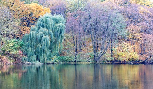 The forest lake reflects the pastel tones of yellow-green trees in the water.