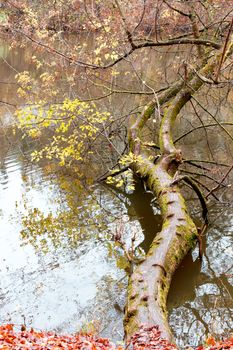 The trunk of a large tree on the shore of a forest lake. Dirty autumn bog water.