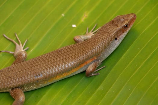 close up of Eutropis multifasciata balinensis, Bali Skink outdoor, wildlife.