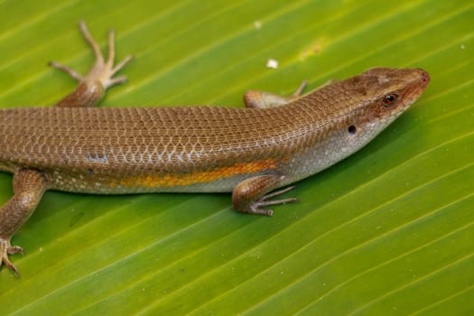 close up of Eutropis multifasciata balinensis, Bali Skink outdoor, wildlife.