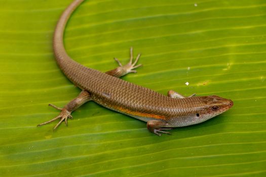 East Indian Brown Skin, Many-lined Sun Skink, or Common Sun Skink, while the scientific name, Eutropis multifasciata, East Indian Brown Skink in the wild. Lizards on green leave. Nature background.