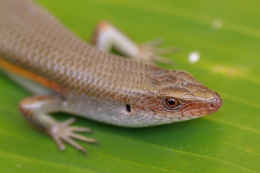 close up of Eutropis multifasciata balinensis, Bali Skink outdoor, wildlife.