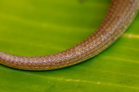 Tail detail Eutropis multifasciata. Common sun skink or East Indian brown mabuya among the leaf litter. Bali, Indonesia.