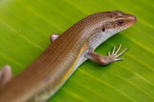 East Indian Brown Skin, Many-lined Sun Skink, or Common Sun Skink, while the scientific name, Eutropis multifasciata, East Indian Brown Skink in the wild. Lizards on green leave. Nature background.