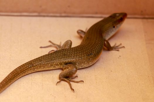 The Common Sun Skink are generally bronzey brown with various patterns: black stripes down the back, sides of the body may be blackish and underside of the head may be yellow.