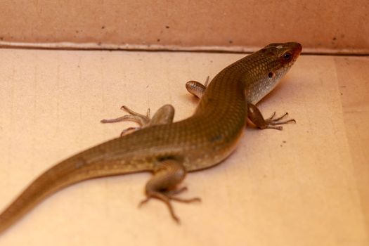 The Common Sun Skink are generally bronzey brown with various patterns: black stripes down the back, sides of the body may be blackish and underside of the head may be yellow.