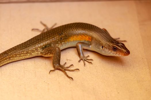 close up of a common sun skink on the ground in bali.