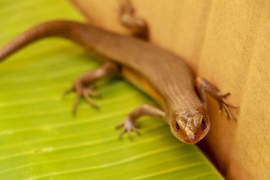 The Common Sun Skink are generally bronzey brown with various patterns: black stripes down the back, sides of the body may be blackish and underside of the head may be yellow.