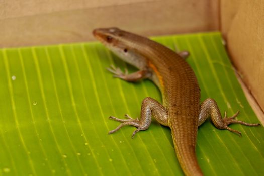 The Common Sun Skink are generally bronzey brown with various patterns: black stripes down the back, sides of the body may be blackish and underside of the head may be yellow.