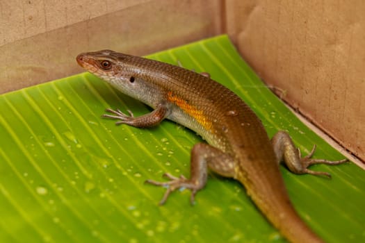 Balinese Skink. Lizard Eutropis multifasciata on a wet green leaf between water camps. Most species of skinks have long, tapering tails that they can shed if a predator grabs the tail.