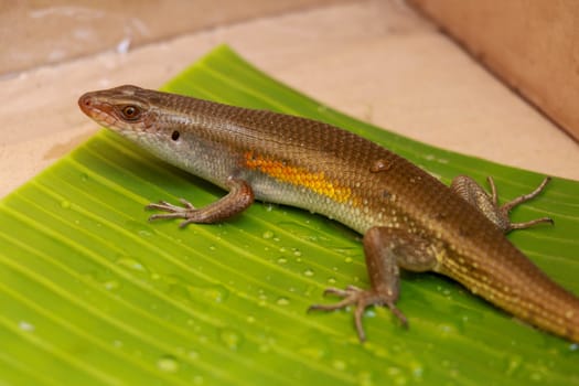 Balinese Skink. Lizard Eutropis multifasciata on a wet green leaf between water camps. Most species of skinks have long, tapering tails that they can shed if a predator grabs the tail.