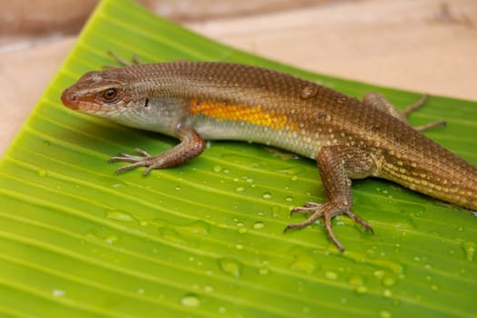 Balinese Skink. Lizard Eutropis multifasciata on a wet green leaf between water camps. Most species of skinks have long, tapering tails that they can shed if a predator grabs the tail.