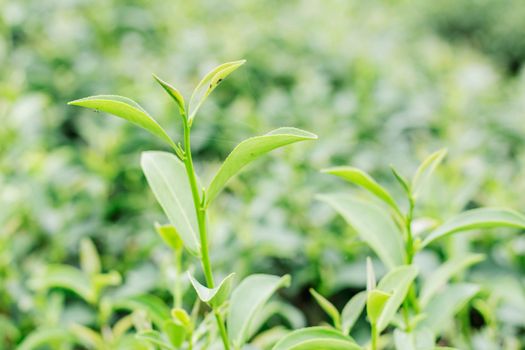Young leaves of tea plantation with blurred background.