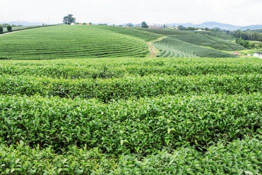 Tea plantation with freshness of nature.