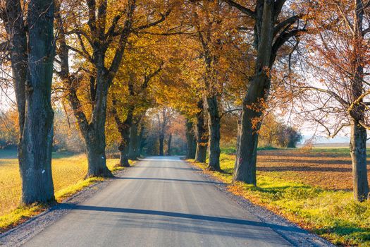 fall colored alley with colorful trees. Fall autumn season natural background