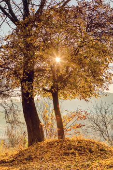 beautiful scene with birch tree in yellow autumn colors with sun in october. Fall concept nature