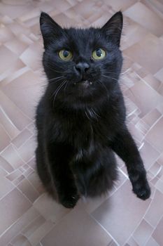 black cat is waiting for a treat from the owner