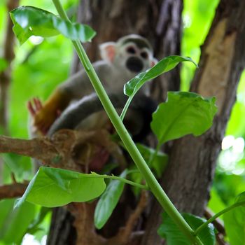 Green tree branch on background squirrel monkeys of the genus Saimiri. A monkey sits on a tree branch among the foliage.