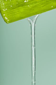 Aloe, medicine plant of the american native