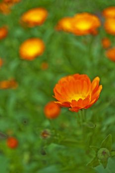 marigold flower with its seeds
