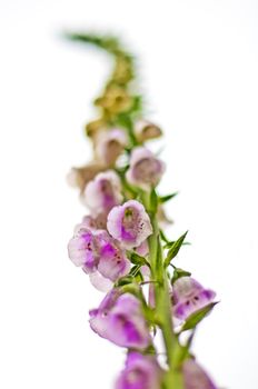 foxglove