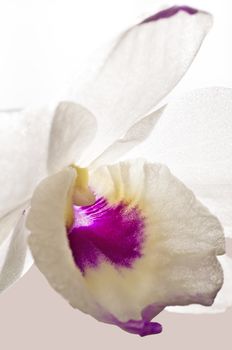 Dendrobium orchid macro