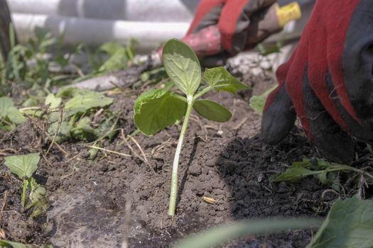 a cucumber seedling is planted on a bed