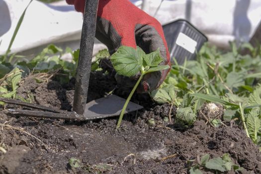 a cucumber seedling is planted on a bed