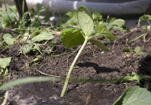 a cucumber seedling is planted on a bed