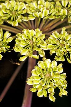 angelica, Angelica sylvestris