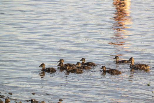 a duck with ducklings slowly swims on the pond