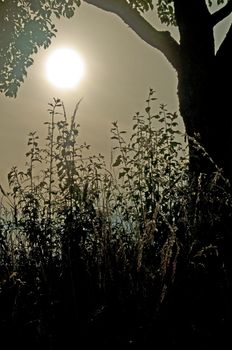 tree in backlight