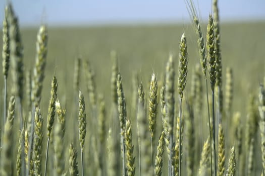 Green wheat grows on the field.